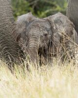 Baby elephant
