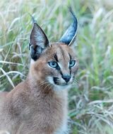 Caracal