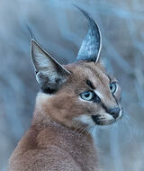 Caracal