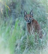Caracal
