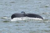 humpback fluke
