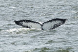 humpback fluke