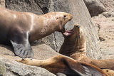 Tetchy sealions
