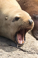 Ugly sealion