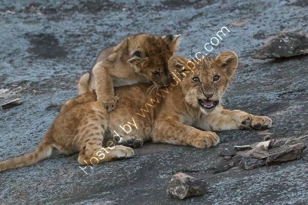 Lion cubs play fighting