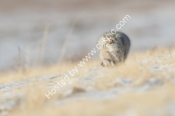 Pallas's cat approaching