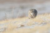 Pallas's cat approaching