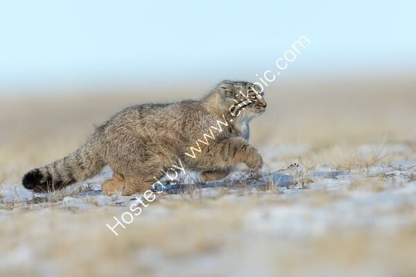 Pallas's cat in motion