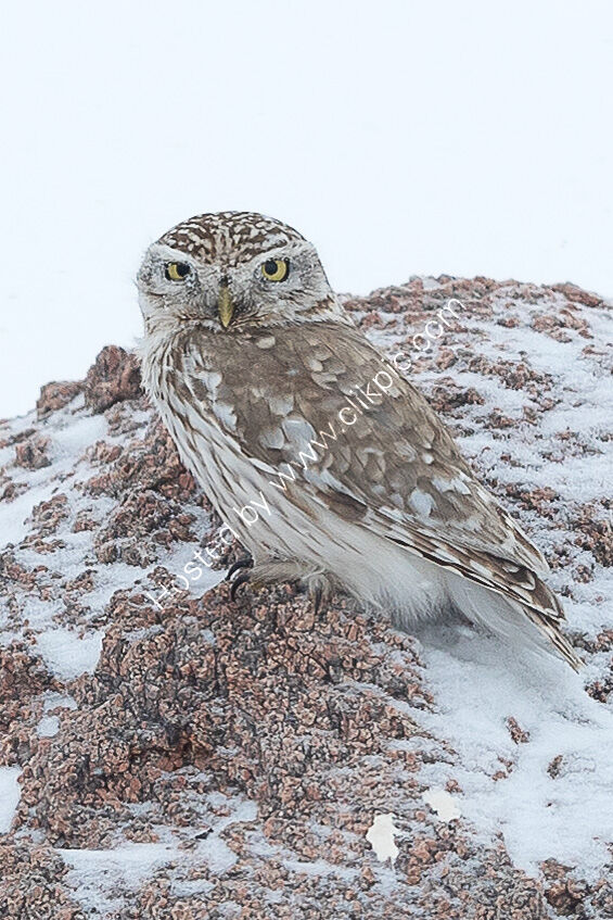 Little owl
