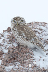 Little owl