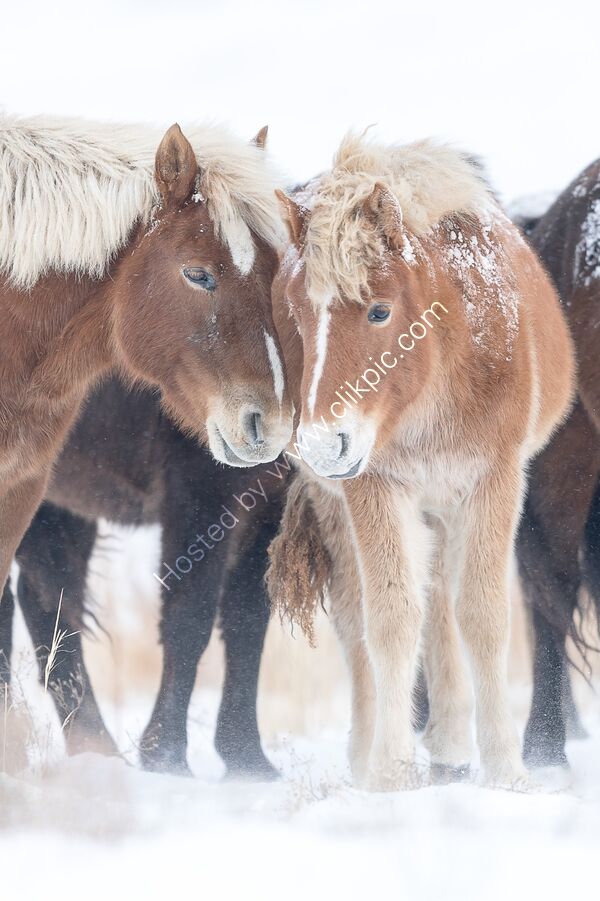 Wild horses sheltering from snow