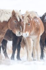 Wild horses sheltering from snow
