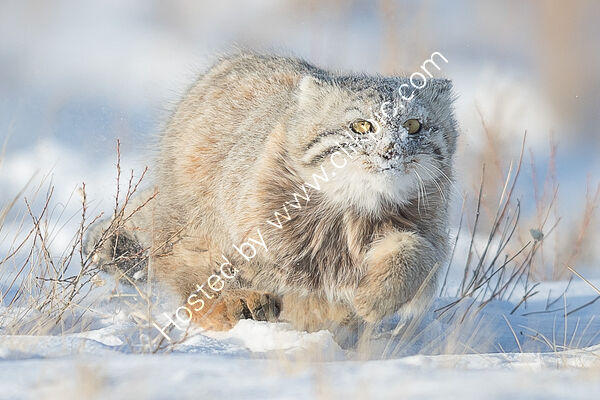 Pallas's cat approaching