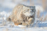 Pallas's cat approaching