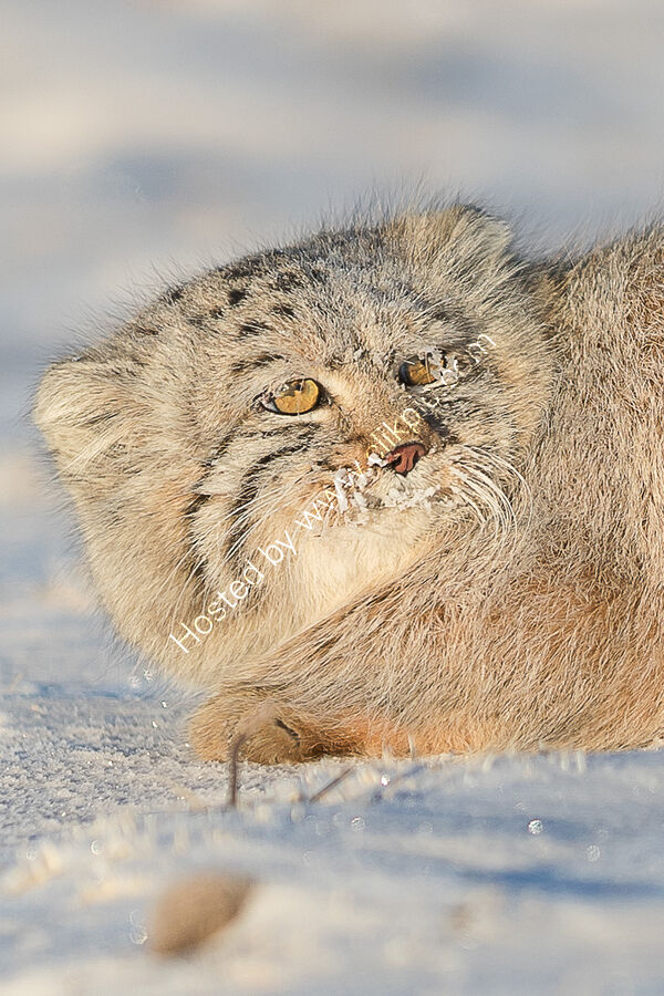 Pallas's cat portrait