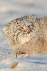 Pallas's cat portrait