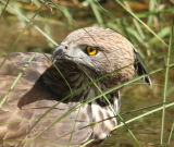 Crested Serpent Eagle #2