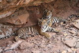 Tiger cubs in cave