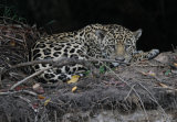 Jaguar sleeping