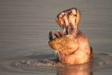 Hippo shows his teeth