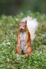 Red Squirrel #6