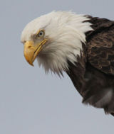 Bald eagle