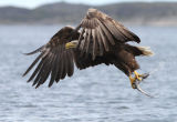 Fisging Sea Eagle #10