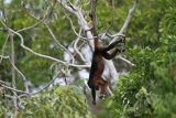 Male Howler Monkey