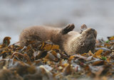 Otter on its back