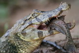 Caiman with fish