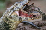 Caiman with fish