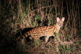 Genet out hunting