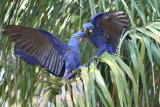 Hyacinth Macaws
