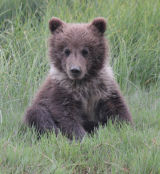 Wet bear cub