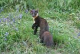 Pine Marten in Bluebells