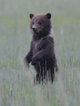 Bear cub standing