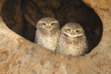 Spotted Owlets