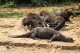 Group of lazy Giant River Otters