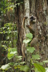 Common Brown Lemur #2