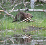 Beaver with food