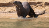 Giant River Otter