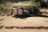 Giant River Otter with young