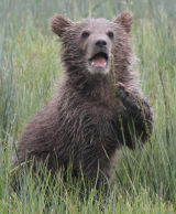 Cub eating