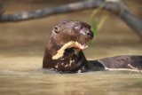 Giant river otter