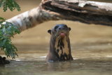 Giant River Otter