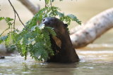 Giant River Otter