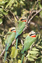White-Fronted Bee-Eaters