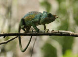 Chameleon