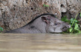 Tapir mother
