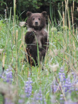 Bear cub in lupins